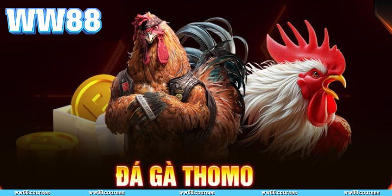 Đá gà Thomo