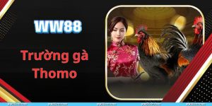 Trường gà Thomo